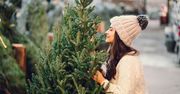 Nie wszystkie iglaki nadają się do domu. Jaką choinkę wybrać?