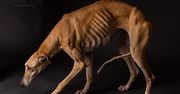 Galgos, czyli wzruszające portrety porzuconych psów myśliwskich z Hiszpanii