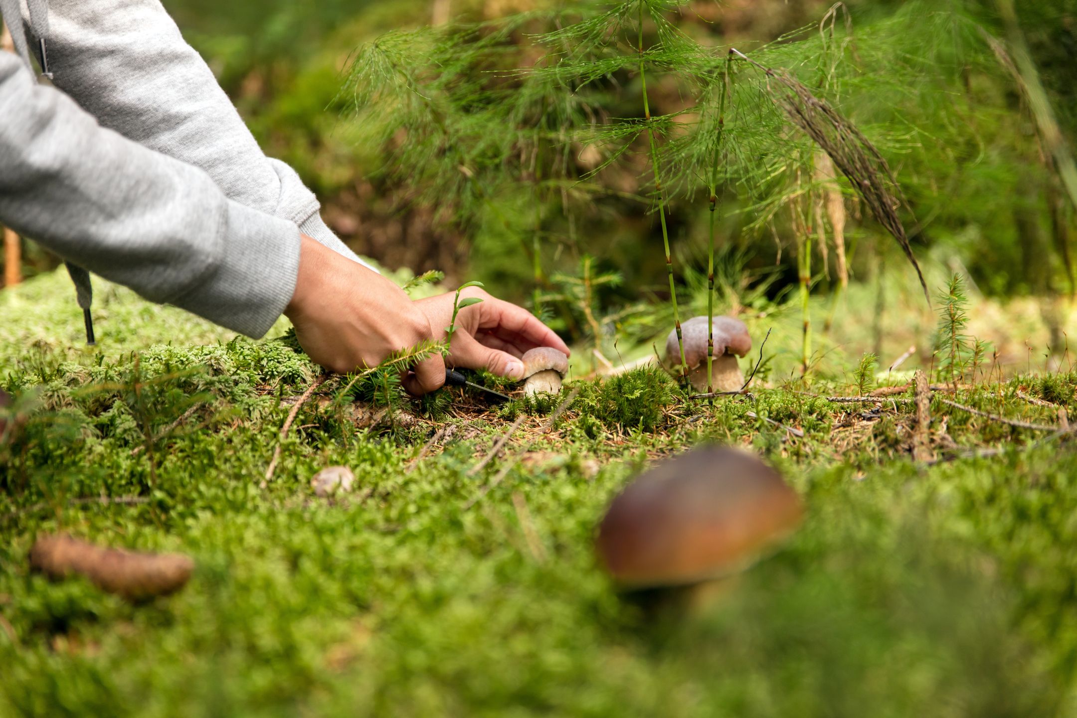 Boletus edulis, Steinpilz im Wald, Ernte von Waldpilzen
Miriam Doerr & Martin Frommherz
Boletus edulis, steinpilz, sammeln, finden, Pilz, frau, schneiden, pilze, wald, suchen, speisepilze, speisepilz, essbar, europa, heimisch, herrensteinpilz, fichtensteinpilz, kiefernsteinpilz, suche, waldpilze, waldpilz, pilzmesser, ernte, ernten, saison, september, hände, weiblich, oktober, pilzesammeln, sammeln, boletus edulis, steinpilz, sammeln, finden, pilz, frau, schneiden, pilze, wald, suchen, speisepilze, speisepilz, essbar, europa, heimisch, herrensteinpilz, fichtensteinpilz, kiefernsteinpilz, suche, waldpilze, waldpilz, pilzmesser, ernte, ernten, saison, september, hände, weiblich, oktober, pilzesammeln
