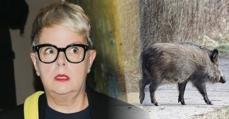 Dzik zabity na placu zabaw. Ostre słowa Korwin-Piotrowskiej