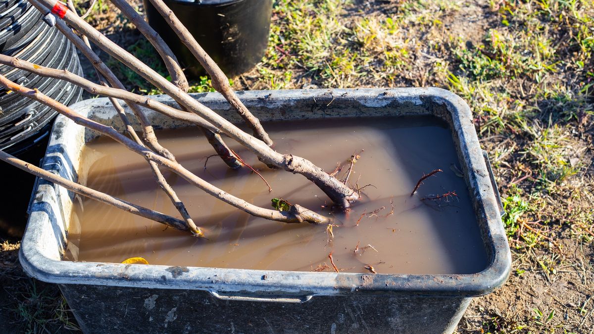 Bare-root tree seedlings are soaked in a tub of water before planting in the garden
Bare-root tree seedlings are soaked in a tub of water before planting in the garden.
Natalia Kokhanova
bare roots, rehydration