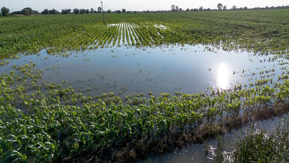Tak pod koniec lipca wyglądały pola uprawne na Żuławach.