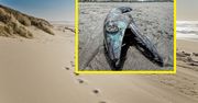 Znaleźli ją na plaży. Ta ryba wygląda jak z horroru