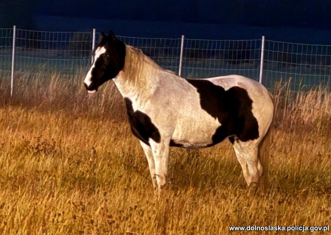 Nietypowy spacerowicz przy A4. Nocna akcja policji