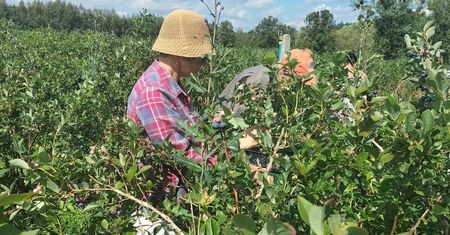"To nie jest zwykła plantacja". Rolnik zaprasza na samozbiory