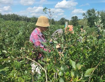 "To nie jest zwykła plantacja". Rolnik zaprasza na samozbiory
