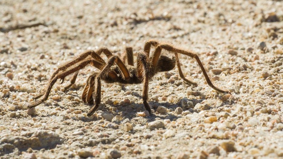 Tarantule w Dolinie Śmierci występują bardzo licznie