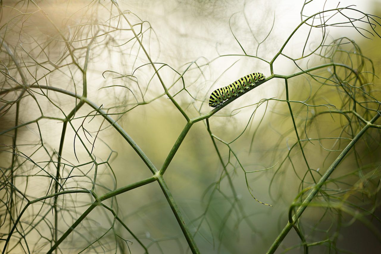 Nature Photographer of the Year 2021. Oto najlepsze zdjęcia przyrodnicze minionego roku 5