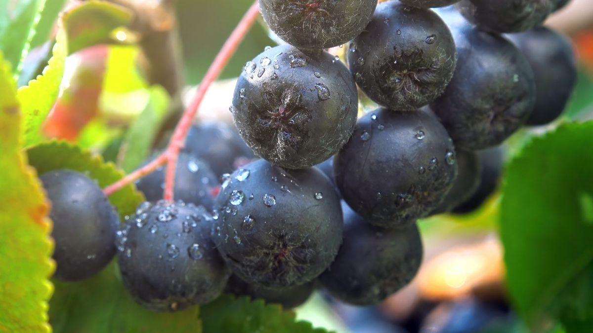 Aronia to zdrowy owoc z polskich ogrodów