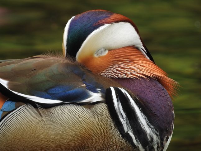 Ogniskowa 2000 mm, pełen kadr. Ech, jak łatwo fotografuje się drzemiące ptaki. Mandarynka co jakiś czas otwierała oko, więc oczywiście próbowałem ją sfotografować z okiem otwartym. Tyle, że dzień był pochmurny, a ja uparłem się używać ISO 100, więc ekspozycja trwała 1/25 s. Nic więc dziwnego, że na 20 wykonanych zdjęć w miarę nieporuszone okazały się tylko dwa. Rzecz jasna, oba z zamkniętym okiem.© Paweł Baldwin