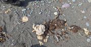 Tajemnicza maź na plaży. Nie zawiera materiału biologicznego