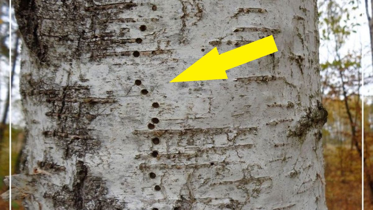 Twórcą "dziurek" jest zaledwie kilkumilimetrowy owad- ogłodek brzozowiec, a dokładniej samica tego gatunku.