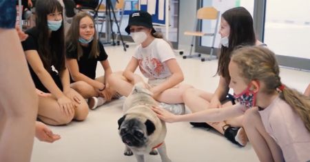 Wrocław. Mops Drops w pracy. Pies ma pomóc uczniom w powrocie do szkoły