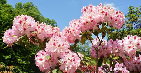 Chcesz w sezonie chwalić się rododendronem? Zadbaj o niego po zimie