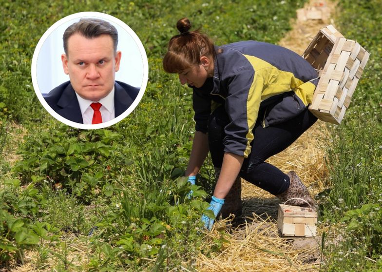 Niemcy będą przyjeżdżać do Polski na truskawki? Tak twierdzi europoseł z ramienia PiS