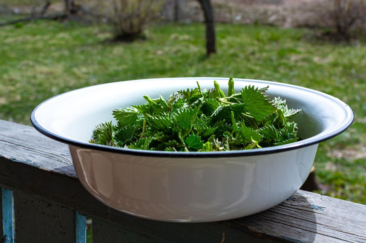 Chwast o cennych właściwościach. Wspiera wątrobę i stawy, usuwa toksyny