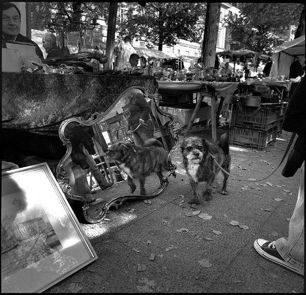 „Dog Stories" - pieskie życie na czarno-białych fotografiach Roberta Kresy 25