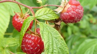 Podlewam tym maliny na początku lipca, a krzaczki uginają się od owoców. Trik na słodkość