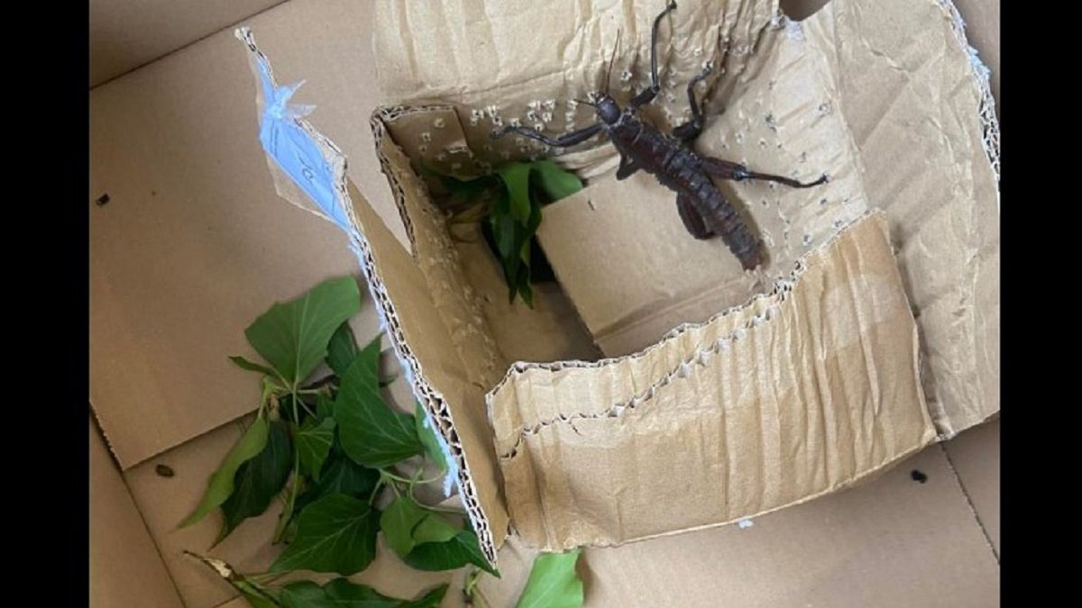 Straszyki na gigancie. 