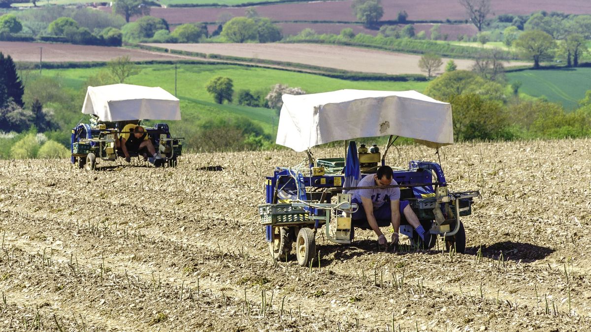 Praca sezonowa za granicą kusi Polaków.