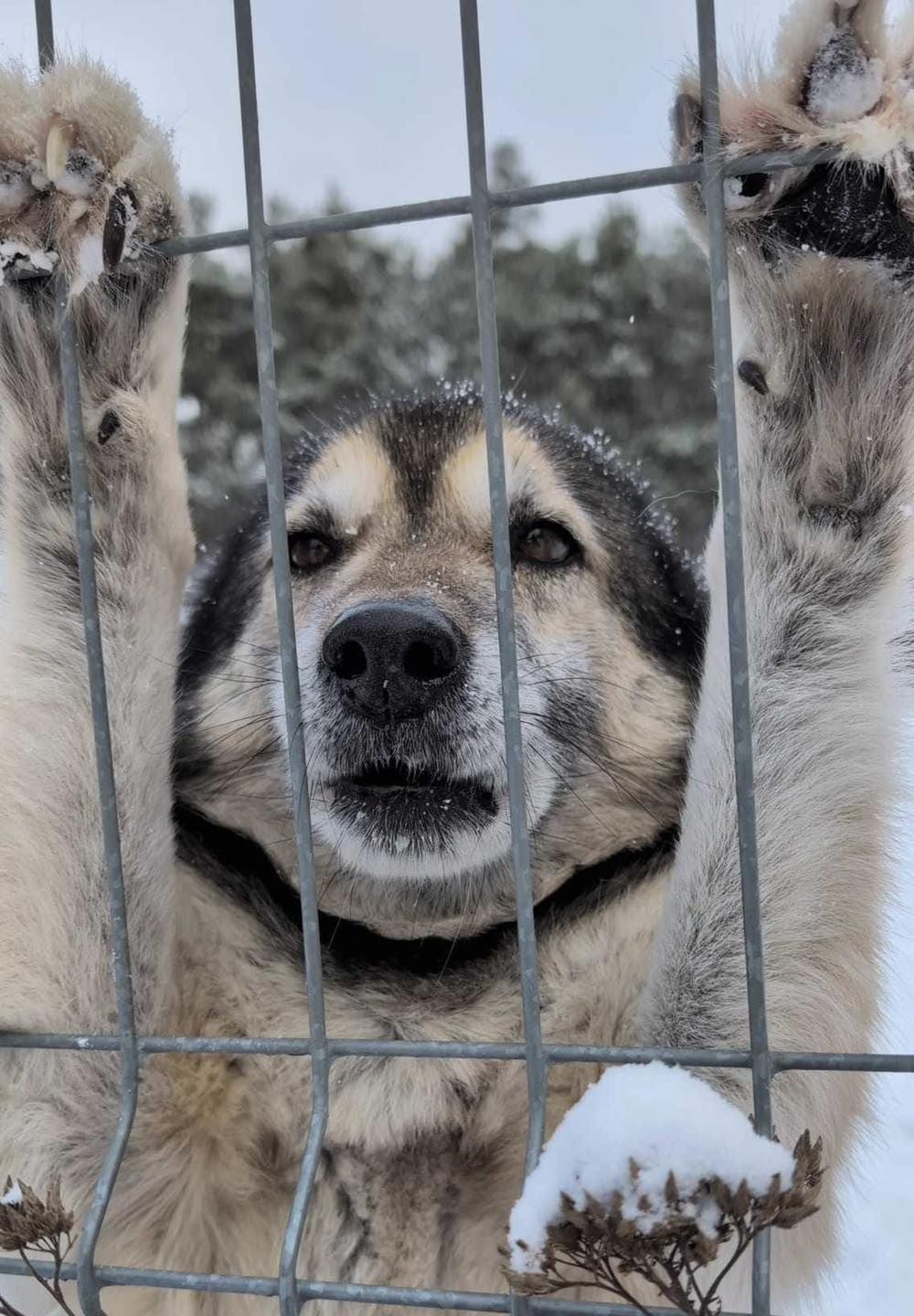 Akcja ratunkowa zwierzaków ze schroniska Kocham Psisko!