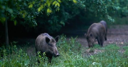 Mieszkańcy nie chcą myśliwych pod domami. Marszałek zamierza włączyć trzy dzielnice do obwodu łowieckiego