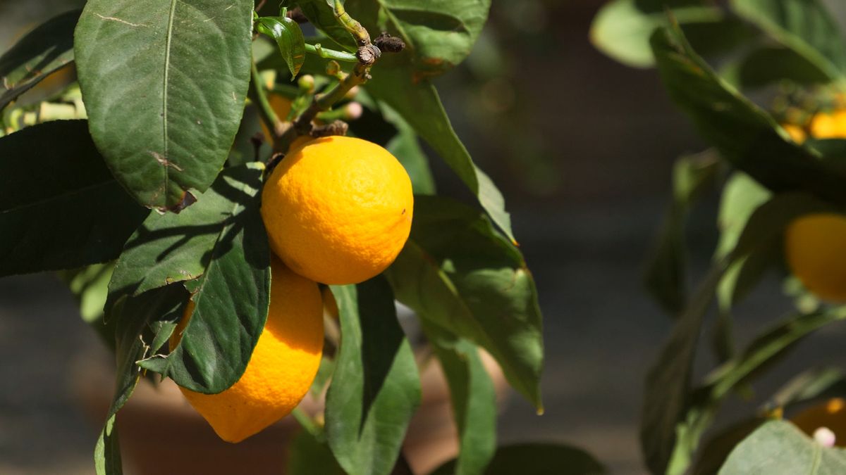 Produkty obniżające ciśnienie