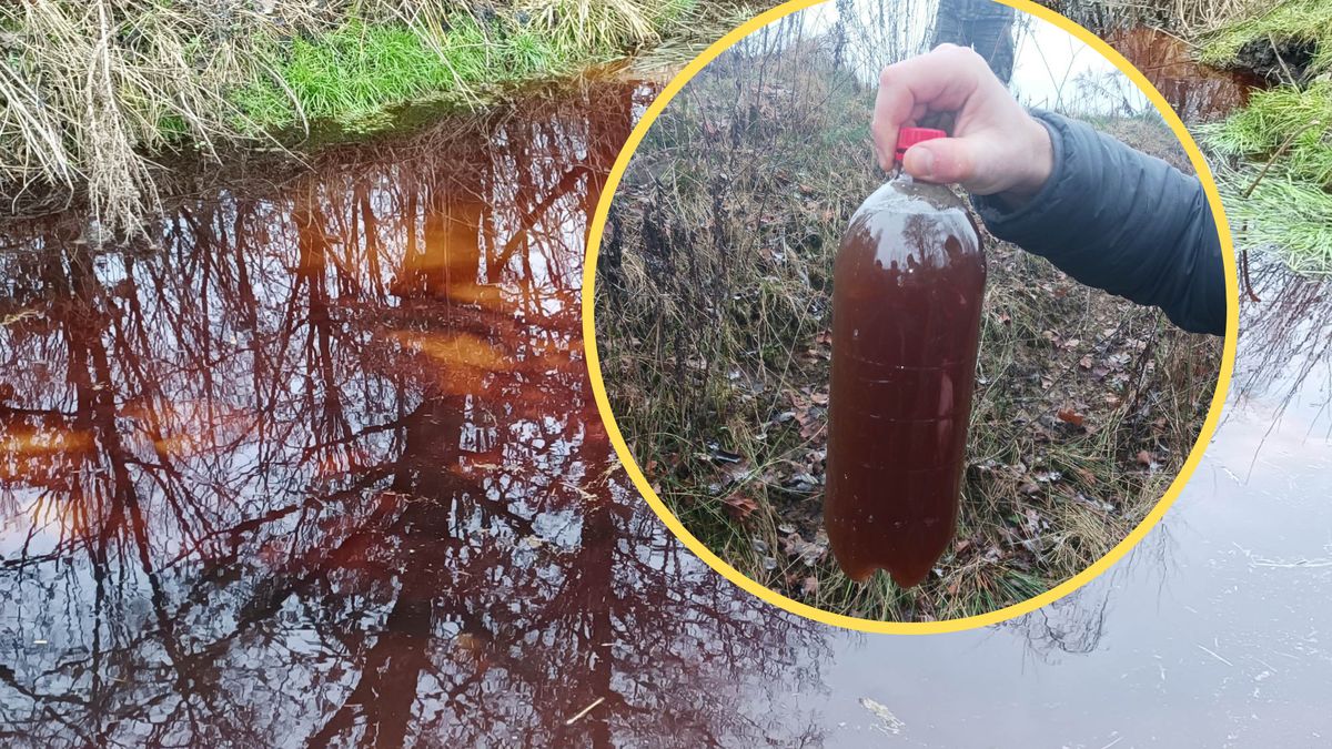 Z pięknej rzeki powstało bagno. Katastrofa ekologiczna pod Olsztynem