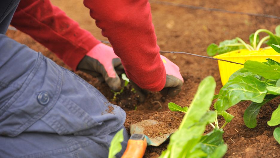 Kalendarz biodynamiczny. Sierpień 2023. Jakie prace wykonać w ogrodzie?