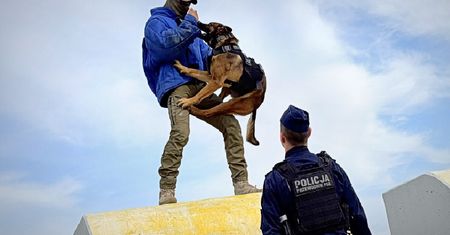 Szkolenie policyjnych psów w Lublinie. Pościg, obezwładnianie i działania obronne. Wideo