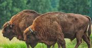"Żubrów jest sporo". Policzono, ile znajduje się w Puszczy Białowieskiej