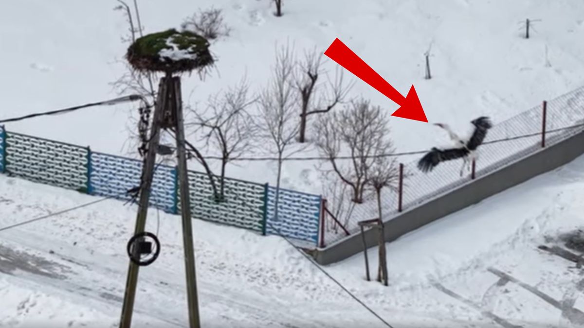 Krutek wylądował w gnieździe. 