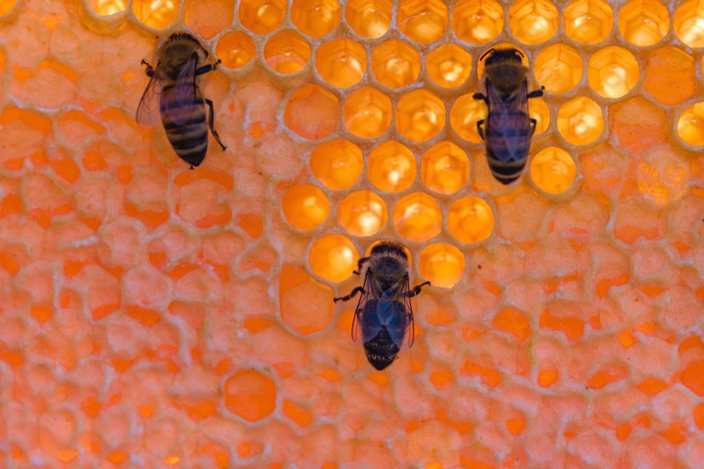 Mszczonów. Zginęły blisko 2 mln pszczół