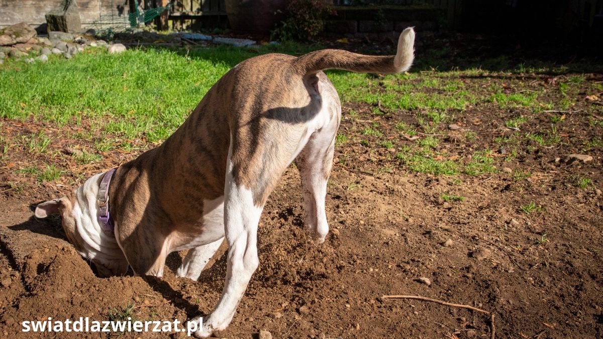 Dlaczego pies kopie dołki w ogrodzie?