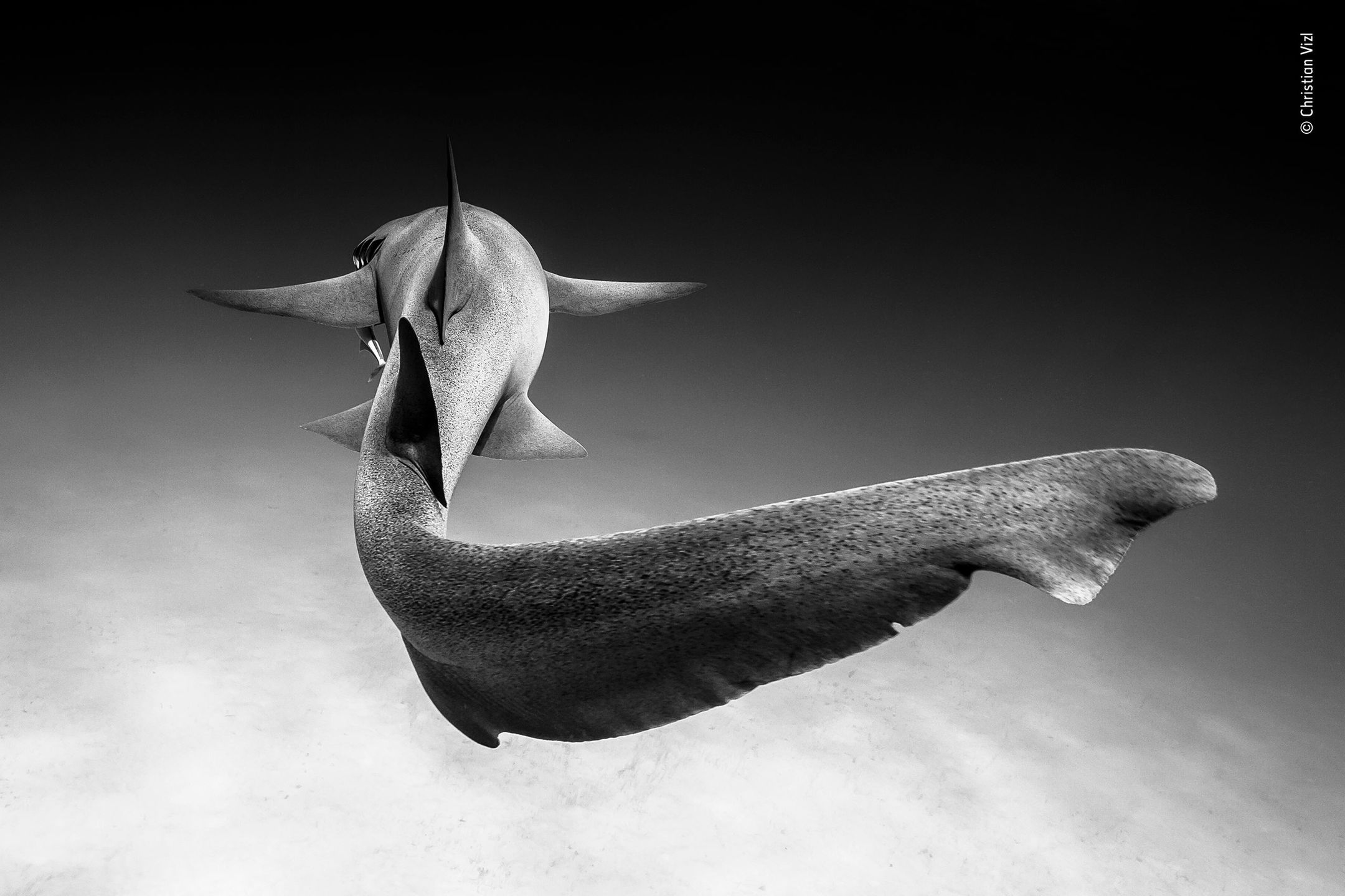 Panasonic przyzna nagrodę publiczności w konkursie Wildlife Photographer of the Year 17