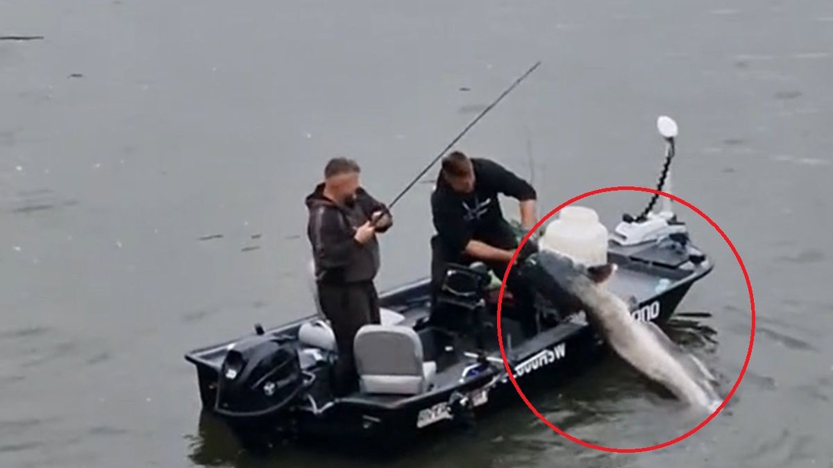 W centrum Krakowa złowili ogromnego suma. Wszystko obserwowali turyści 