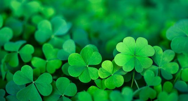 Ekspertka o czterolistnej koniczynce: szanse na zdanie matury są większe, niż na jej znalezienie