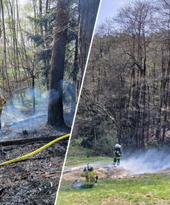 Ogromny pożar lasu w Małopolsce. Walka strażaków z żywiołem