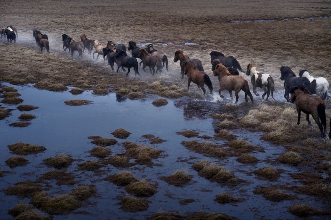 Najnowsza seria zdjęć Drew Doggetta, "In the Realm of Legends" ("W królestwie legend") przedstawia szlachetnie i bardzo odporne konie żyjące na Islandii - kraju niezwykle pięknym, ale o ekstremalnie trudnych warunkach klimatycznych.