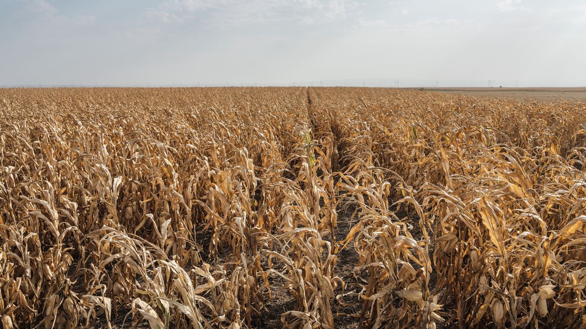 Susza może być tragiczna w skutkach
