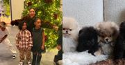 Kim Kardashian w ogniu krytyki za sprezentowanie czwórce dzieci po szczeniaku: "To jest PO*EBANE"
