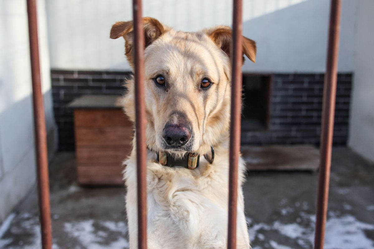 Skontrolowali 15 schronisk w Wielkopolsce. Oto rezultat