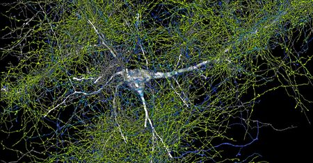 Pierwsza tak dokładna mapa mózgu. Naukowcy chwalą się nowymi odkryciami