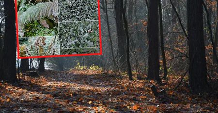 Leśnicy pokazali zdjęcie z Bieszczadów. Ten widok oznacza jedno