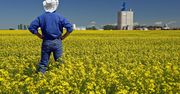 Wojna wywindowała ceny rzepaku. Chiny przywróciły import z Kanady