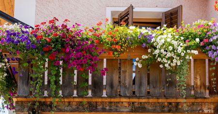 Pięknie pachnące rośliny na balkon. Posadź i zapomnij o odświeżaczach powietrza