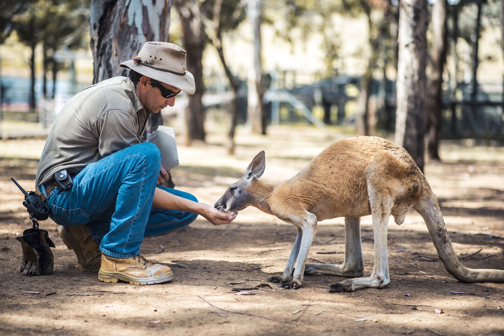 Kangury mogą komunikować się z ludźmi. Niewiarygodne odkrycie naukowców