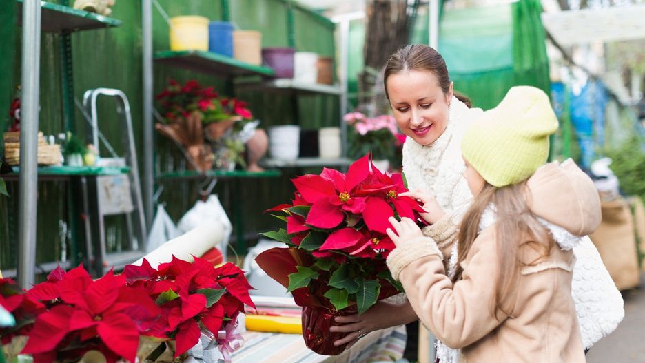 Gwiazda betlejemska na świąteczny stół