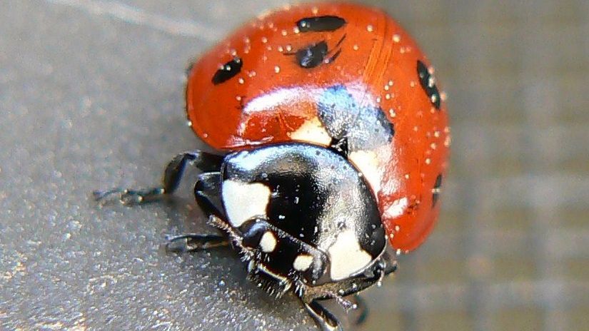 Kanibale wygrywają wojnę biedronek 1