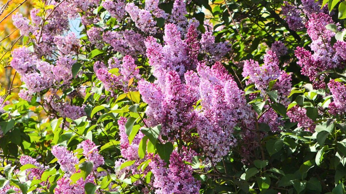 Dlaczego bez nie kwitnie?